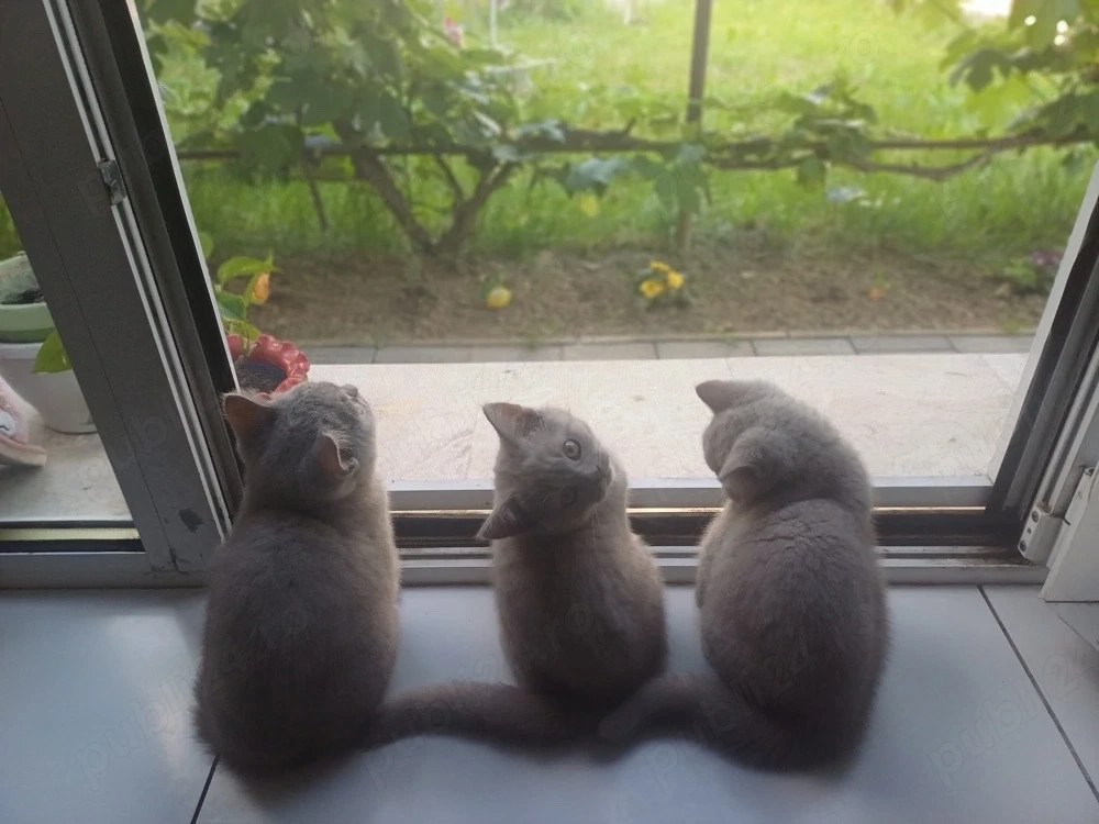 Pui British Shorthair