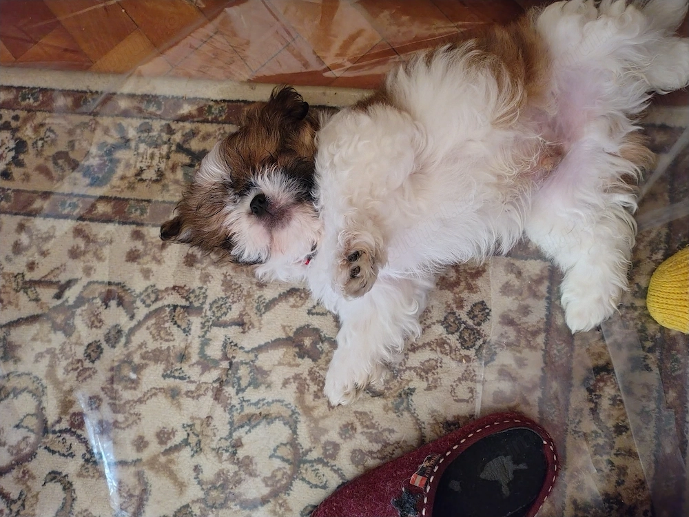 Vând pui de Shih Tzu 