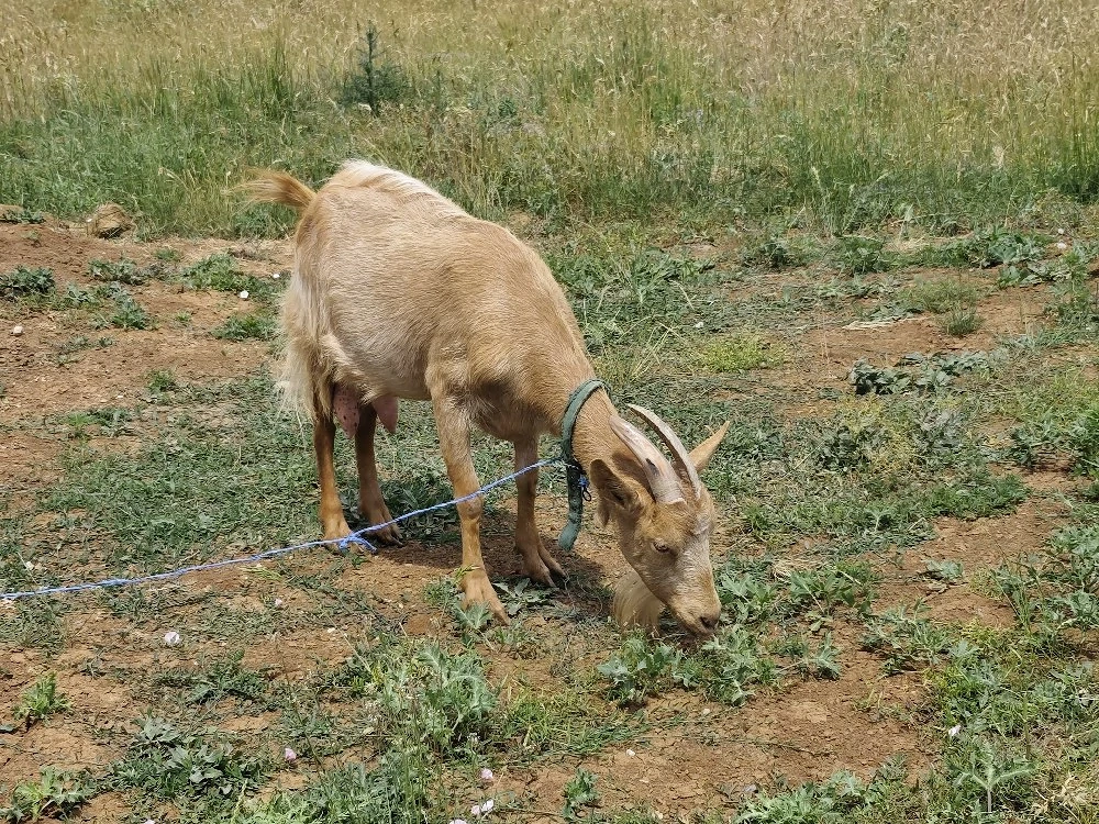 Capra româneasca și țap alpin  