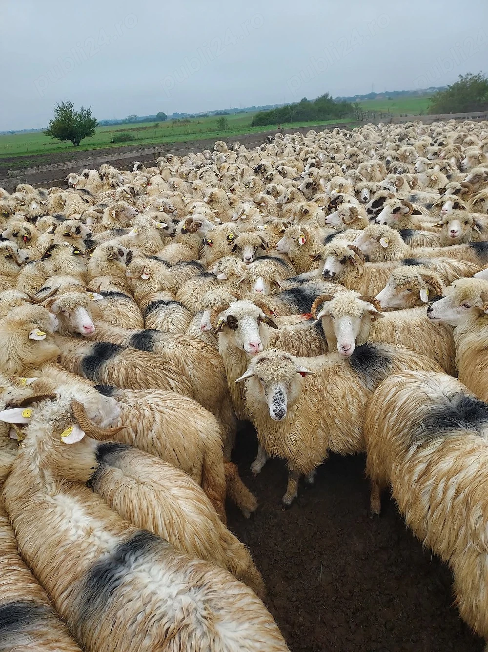 Caut  cioban  la  oi  pe durată  lungă  