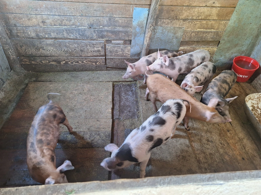 Purcei de vanzare..super preț...