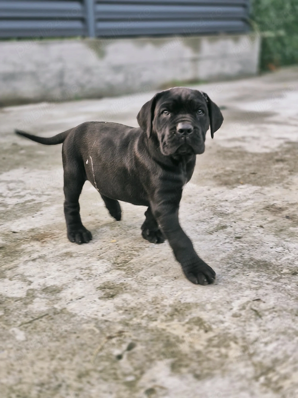 Cățelușa Cane Corso Black  de 7 săptămâni
