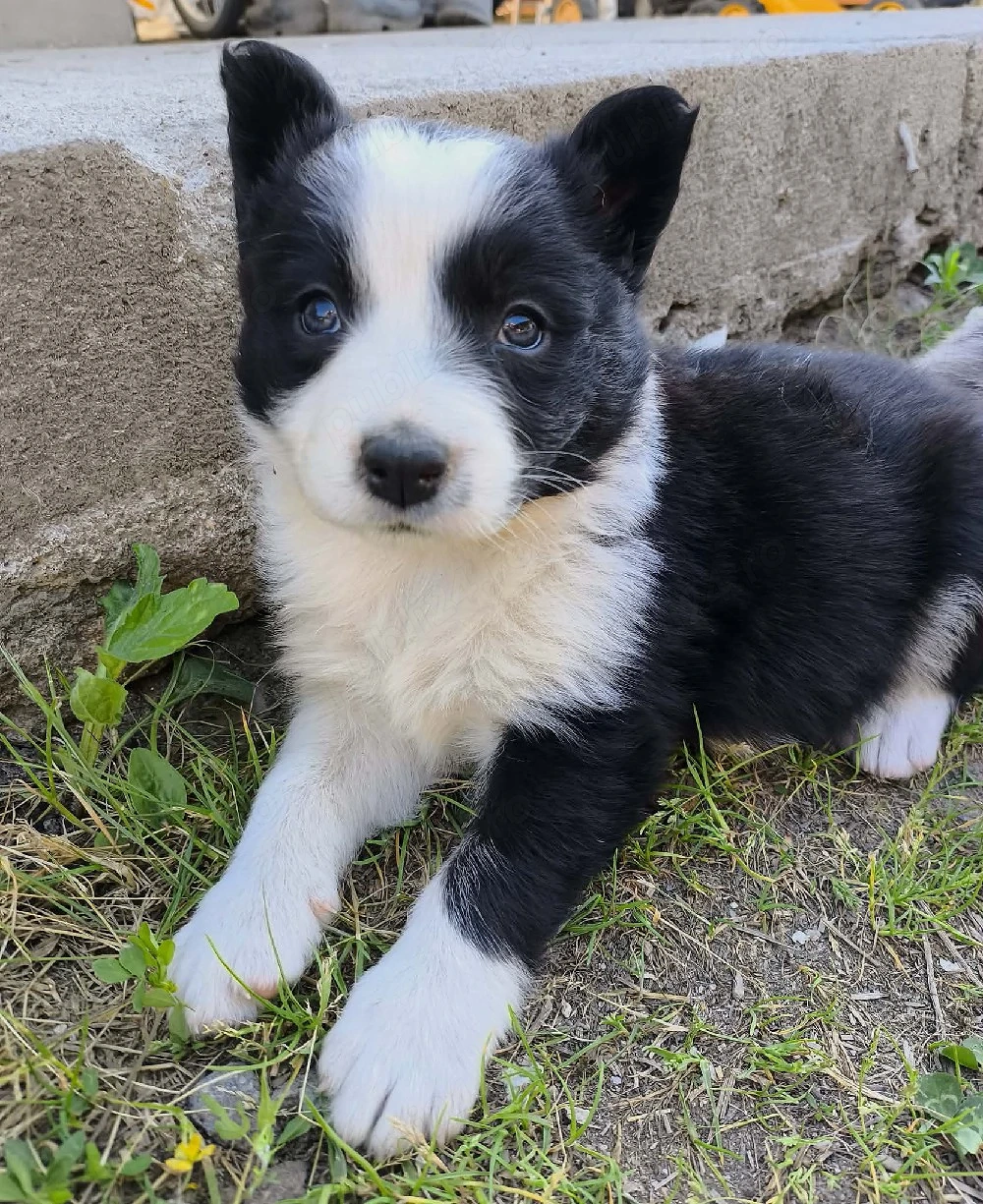 cățelușă border collie 