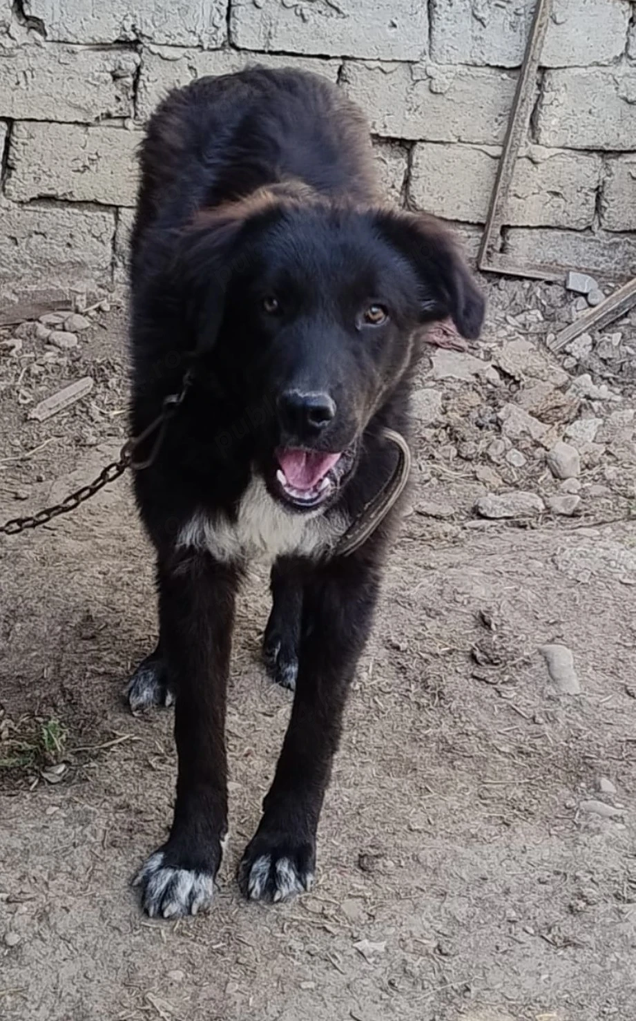 Pui Caine Ciobanesc Corb 6 luni