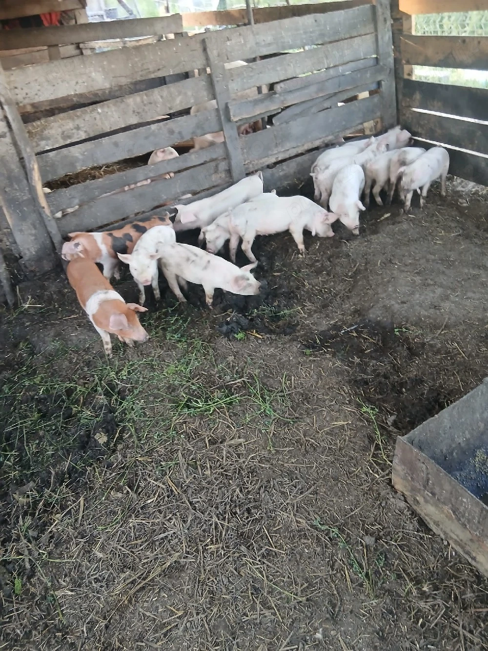 de vânzare 14 bucăți vaccinați mânca orice bobe faina etc preț 250 lei bucata unul cu altul 