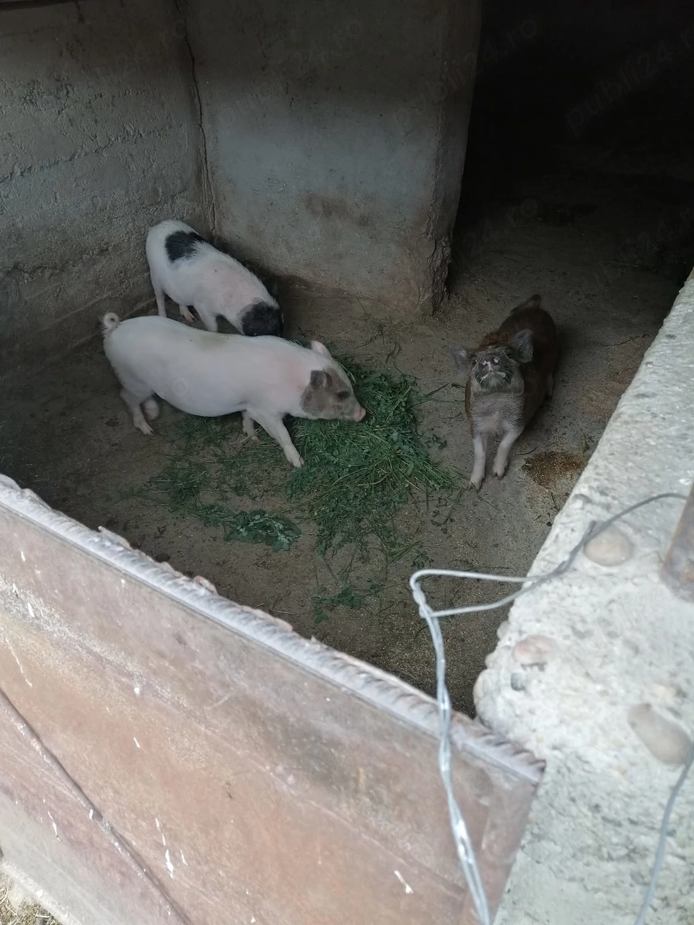 Porci vietnamezi 
