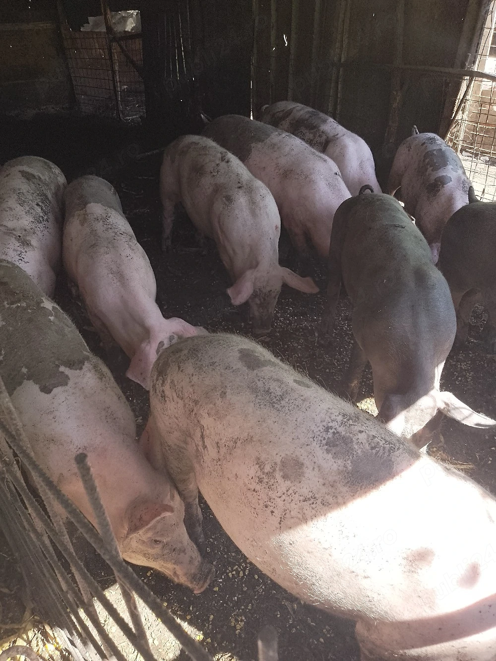porci mari și mici 