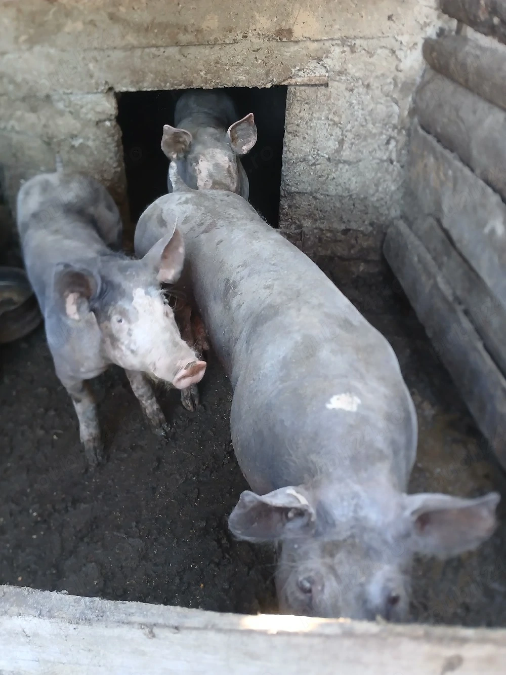 porci pietrain rasă pură 