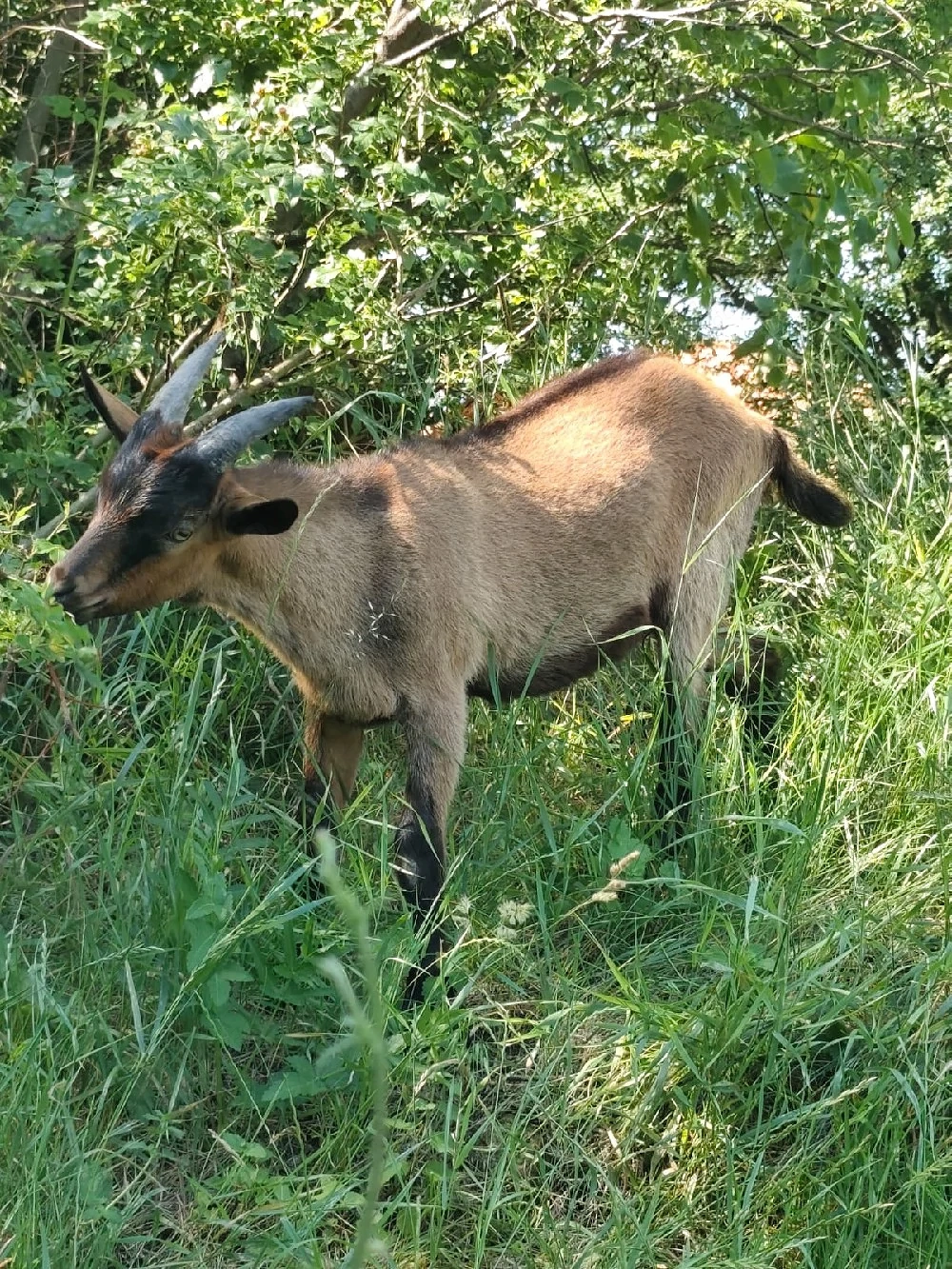 tapi alpina franceza 