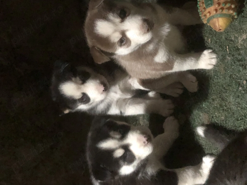 Pui Husky Siberian Perfect Echilibrati
