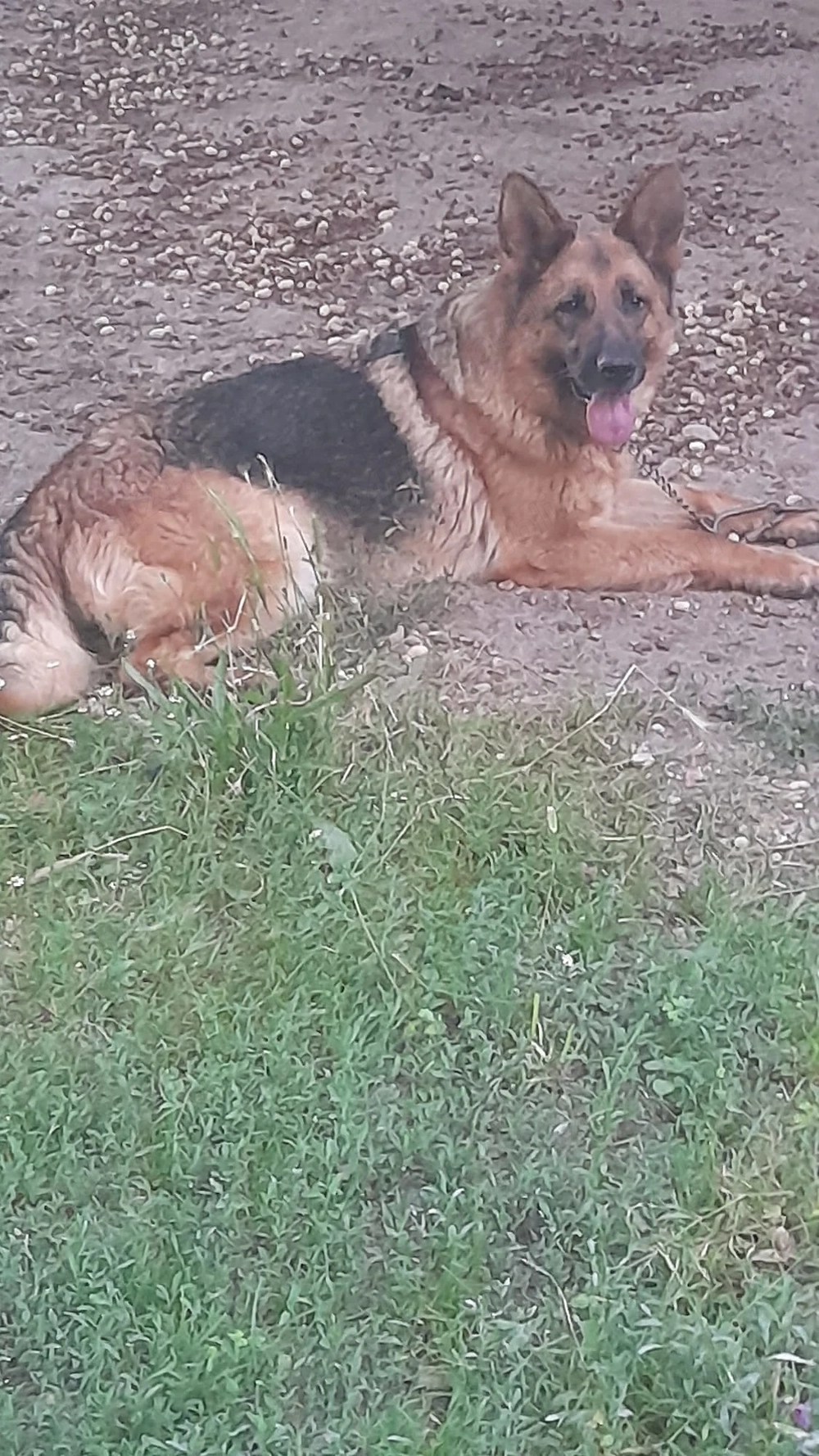 Femela Ciobanesc German 