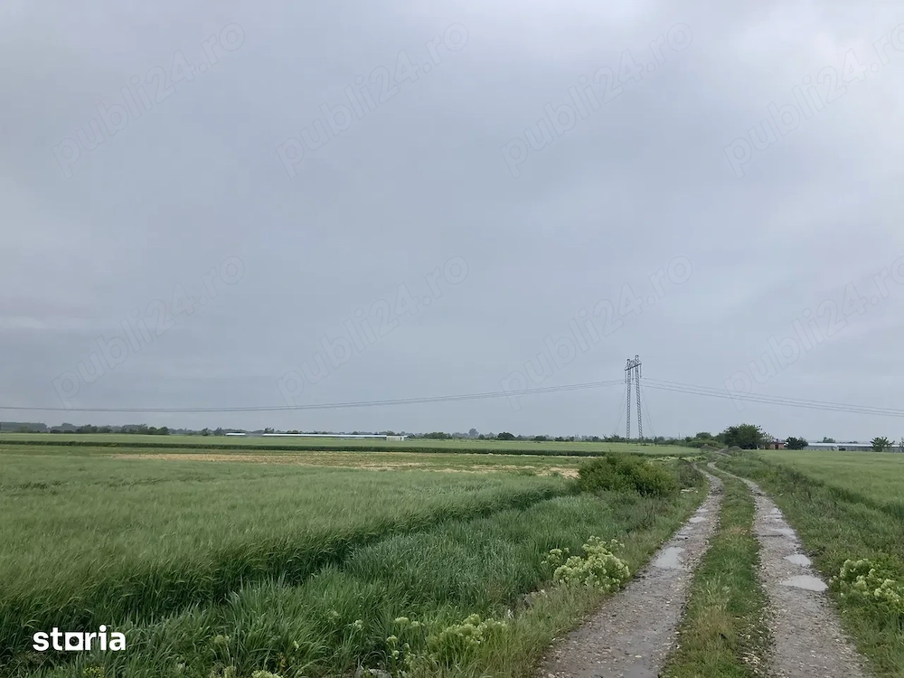 Teren intravilan de vanzare - Comuna Săbăreni, jud. Giurgiu   4083 mp + 718 mp drum de acces