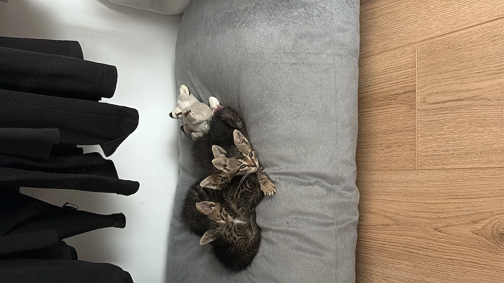 Pisoi de adoptat 