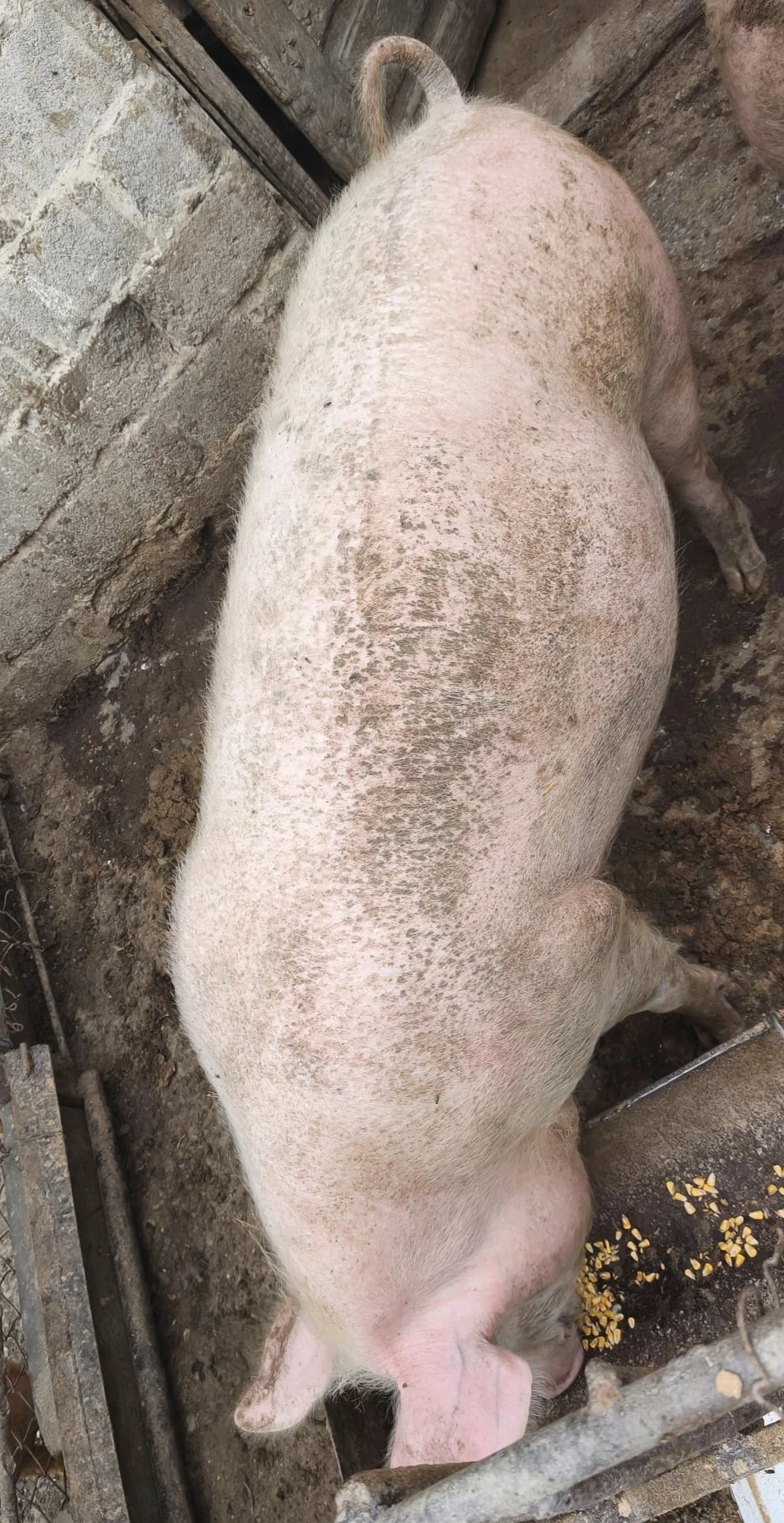 Porc aproximativ 130 de kg