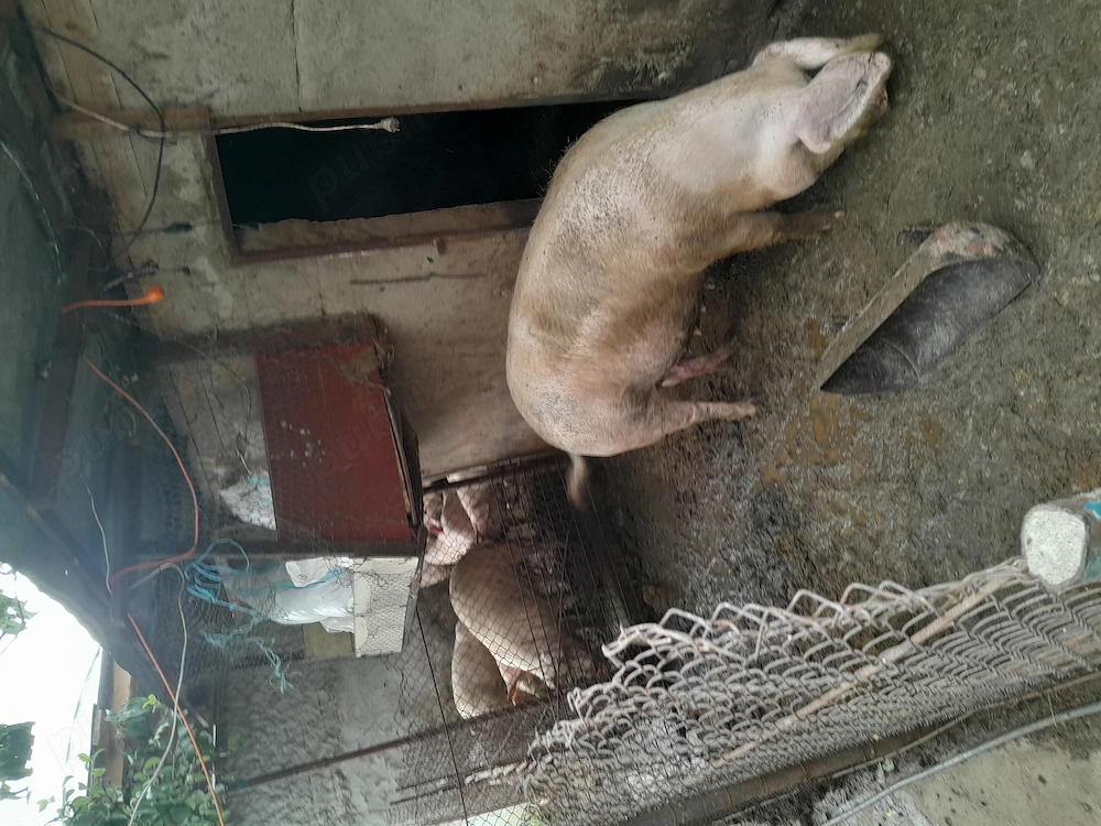 Porci de taiat și purcei