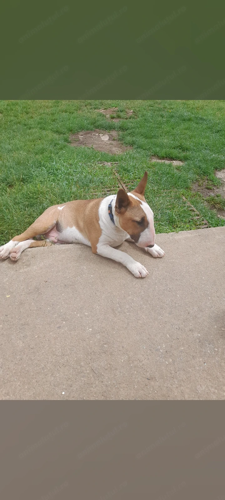 Bull Terrier Mascul