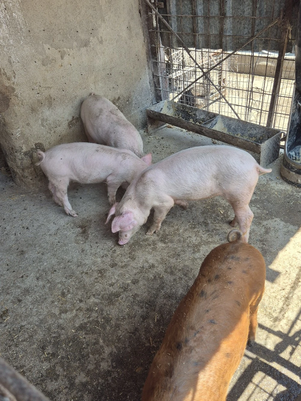 De vanzare purcei de 2 luni de monta .