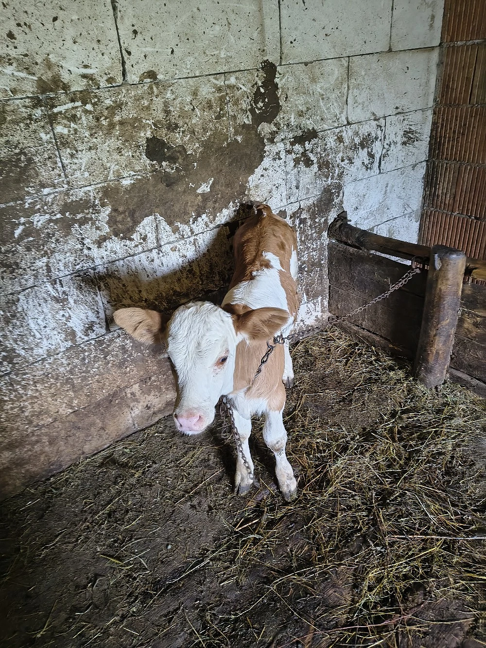vitel de vanzare