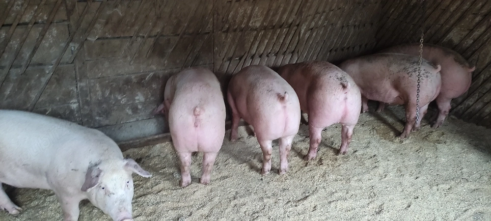 Porci de rasa landrace și marele alb