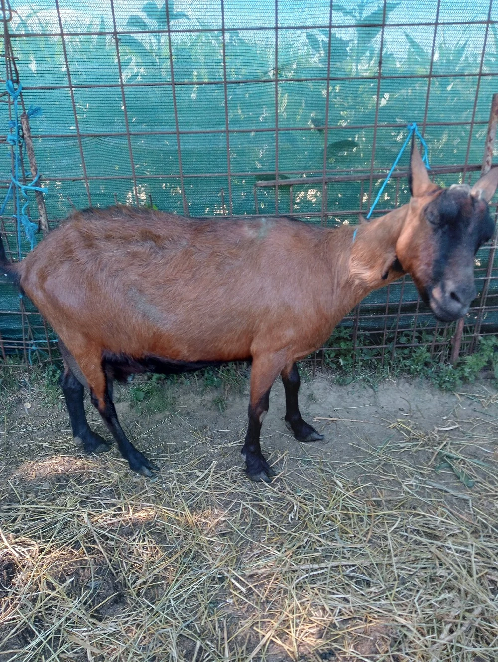 Vând Alpină franceză 