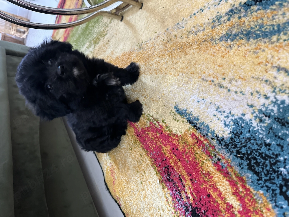 Bichon de vânzare 