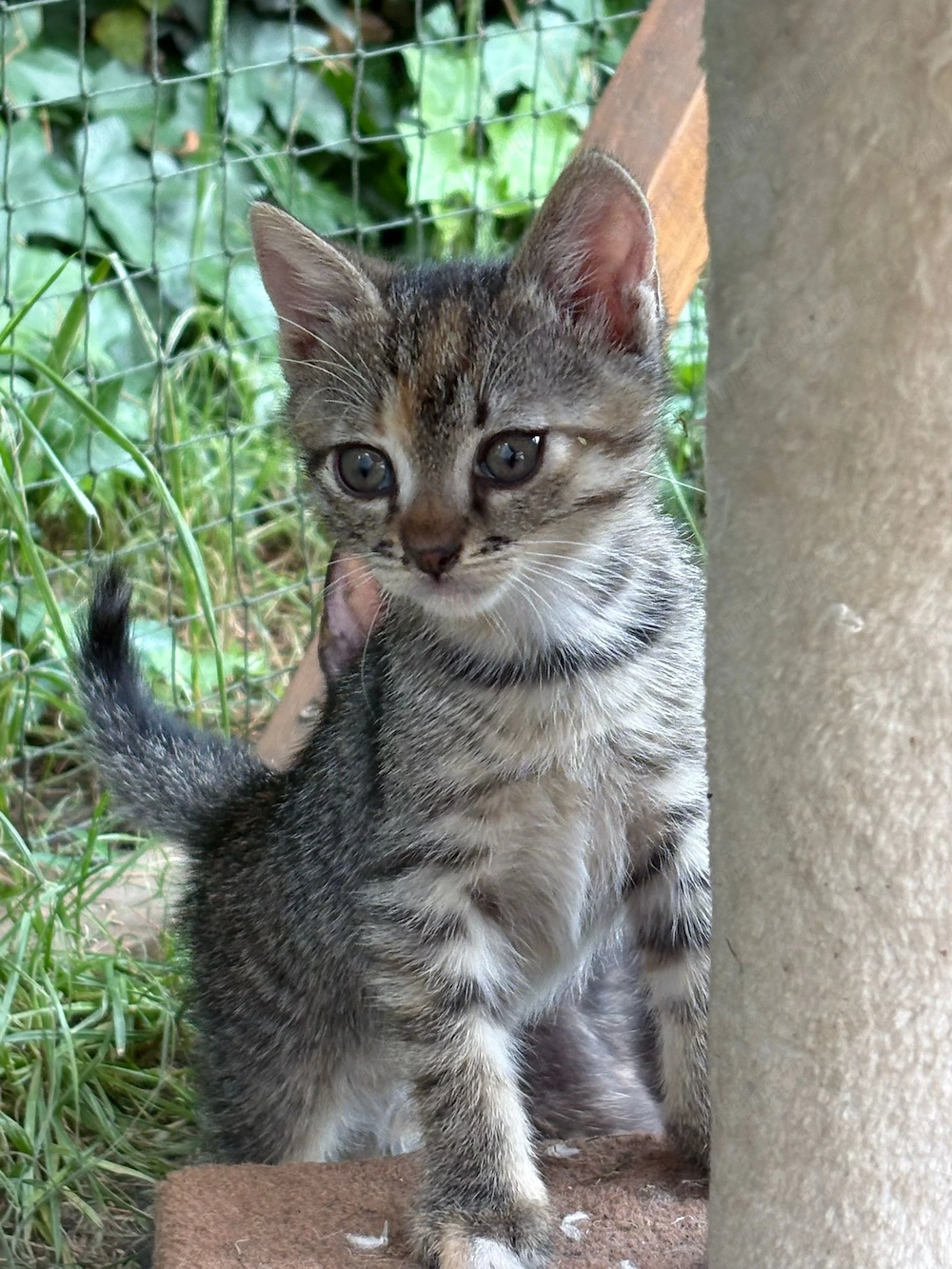 Pisicut pt adoptie