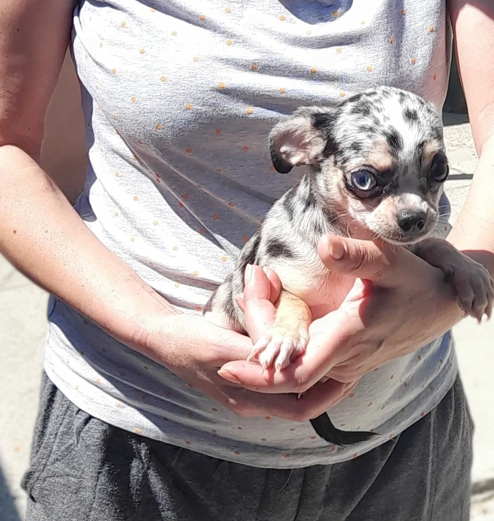 Puisori rari si superbi de Chihuahua cu ochii albastri