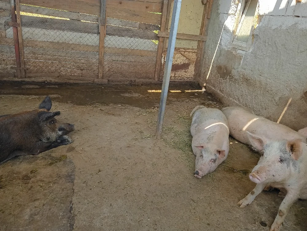 porci  metis mangalita landras