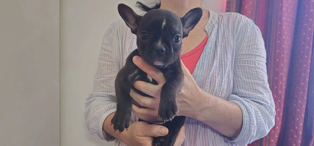 femela bulldog francez