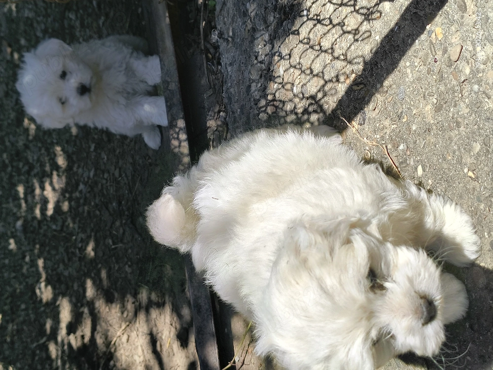 Căței bichon maltez 