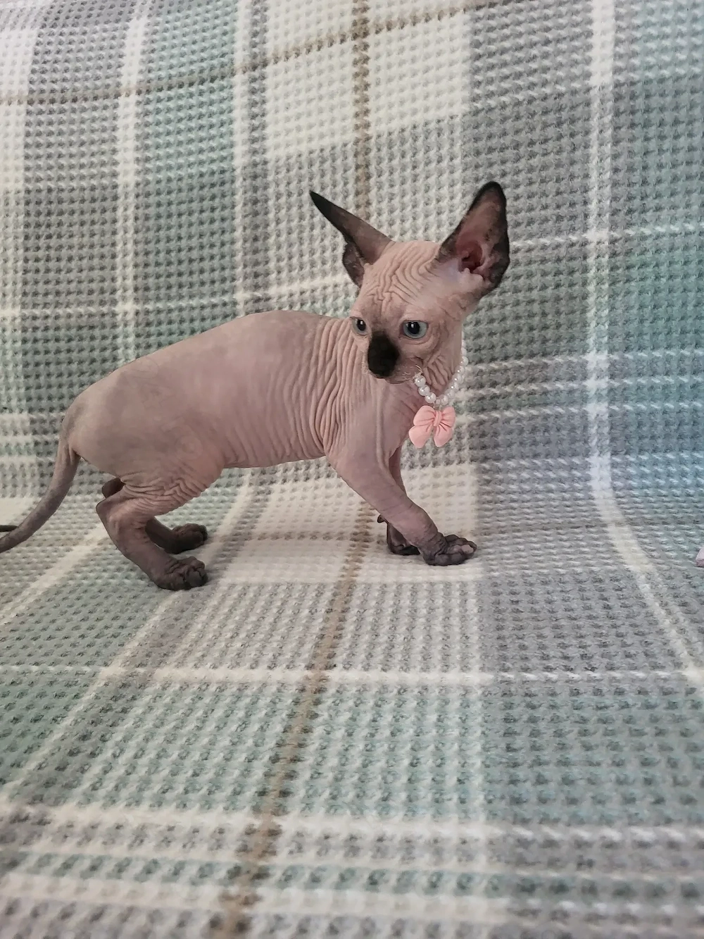 Pisica Sfinx Sphinx  Sphynx