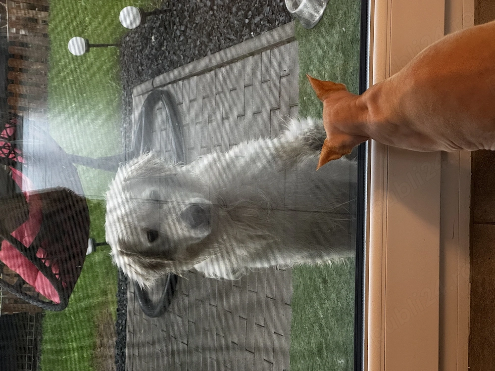 Gratis! Golden Retriver. Donație!