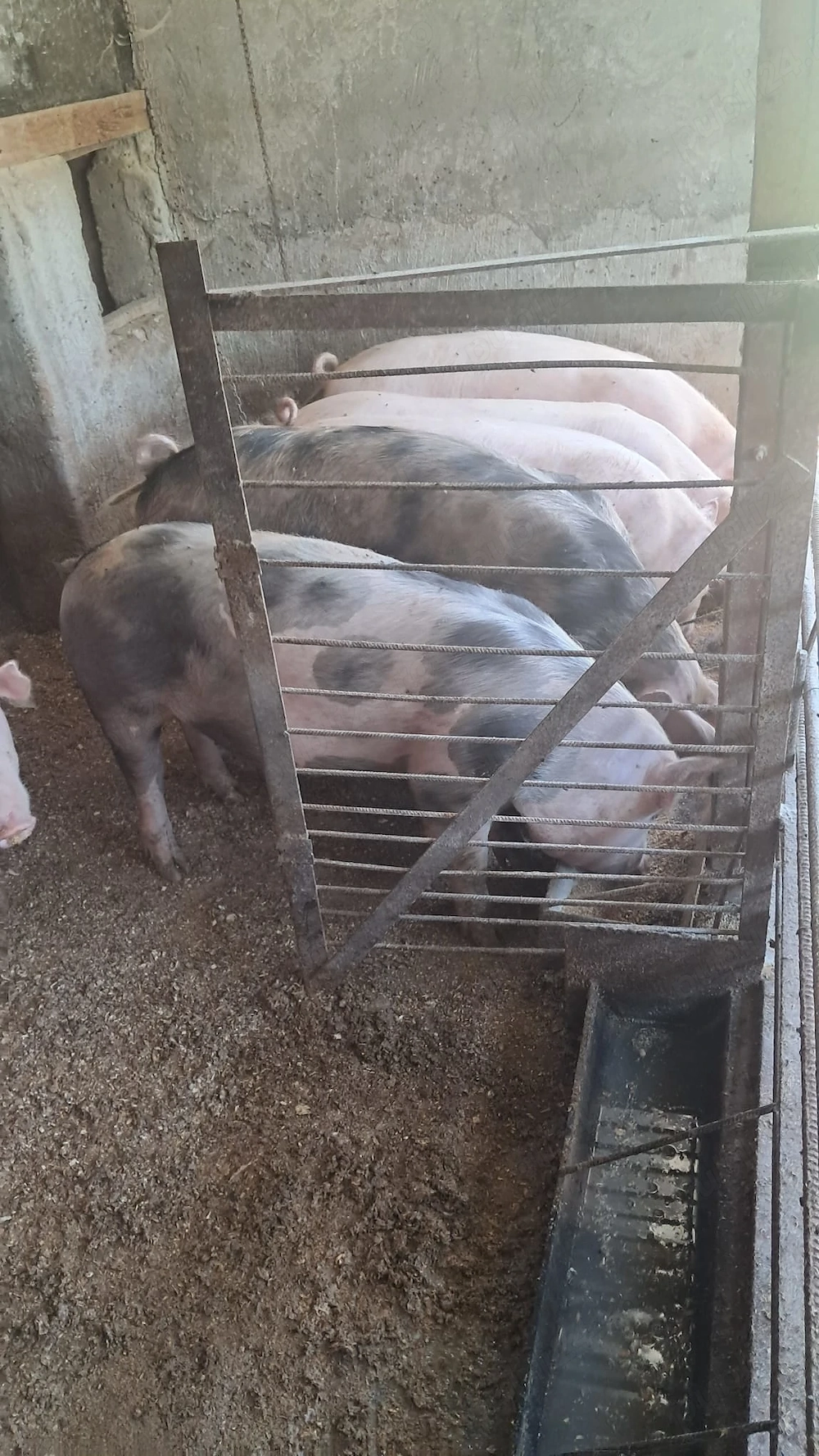 Porci de vânzare 