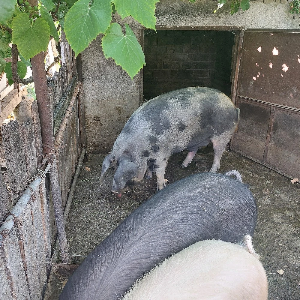 vând porc 