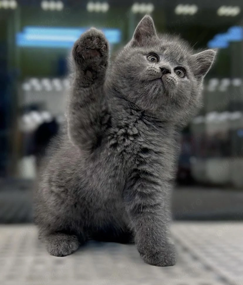 British shorthair pui