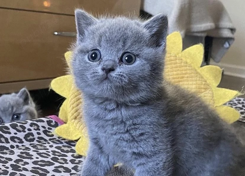 British shorthair pui 2 luni 