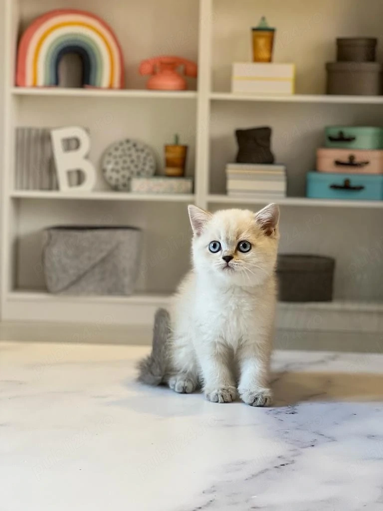 British shorthair frumoși 