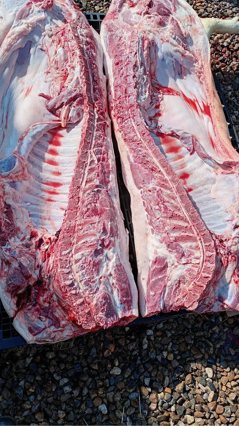 vand carcasa porc 