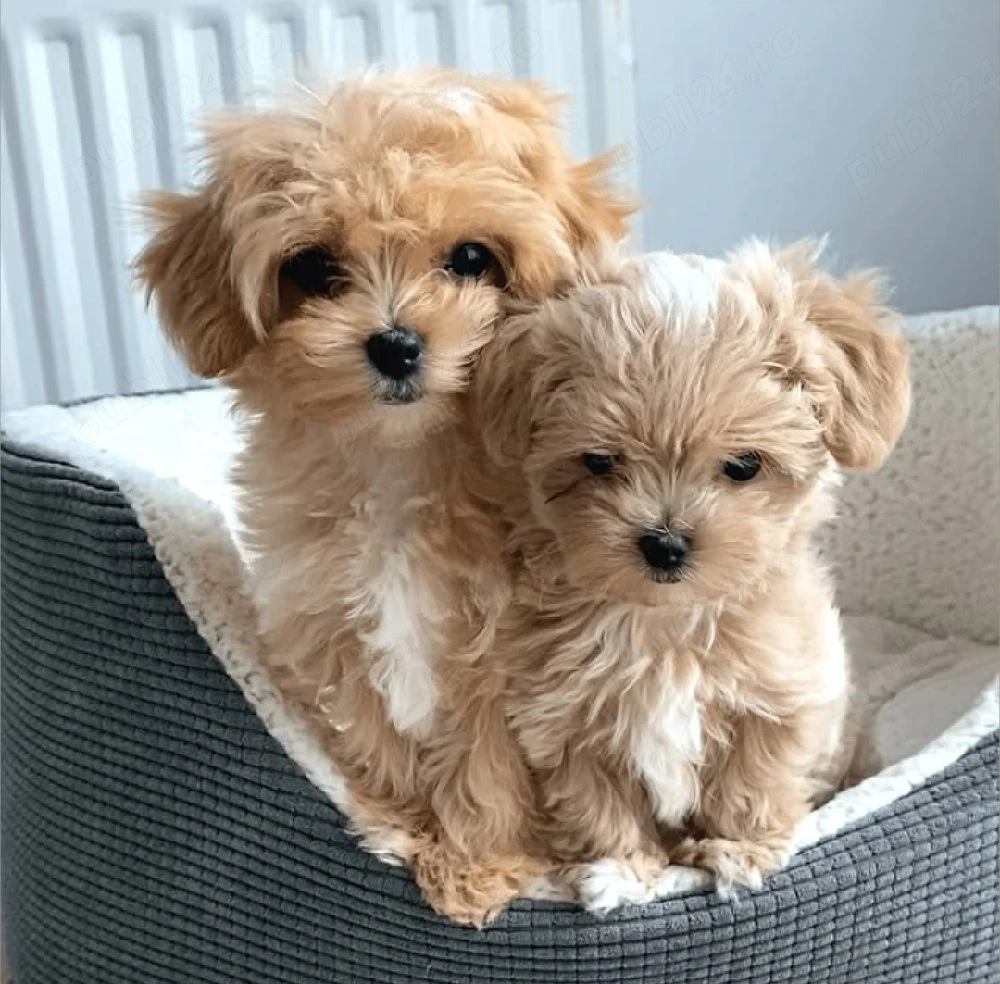 Maltipoo Băiat și Fetița 