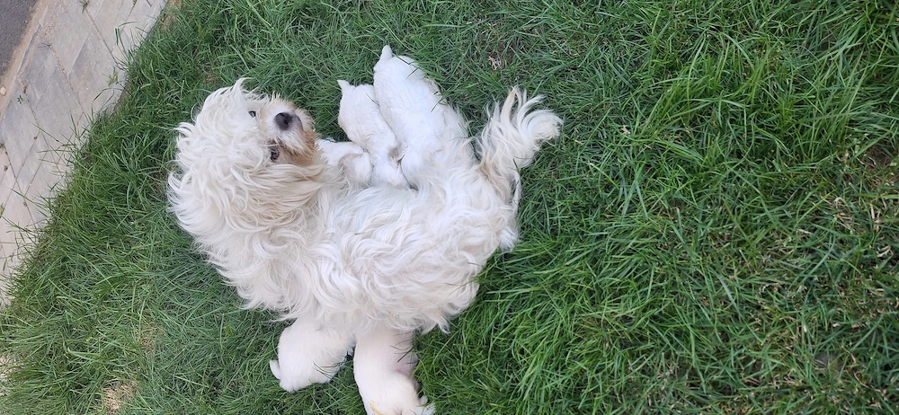 Ofertă! Puiuți Maltipoo.  Asigur transport 