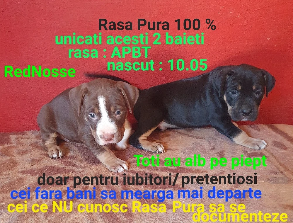 puiuti unicati din aceasta rasa deosebita 