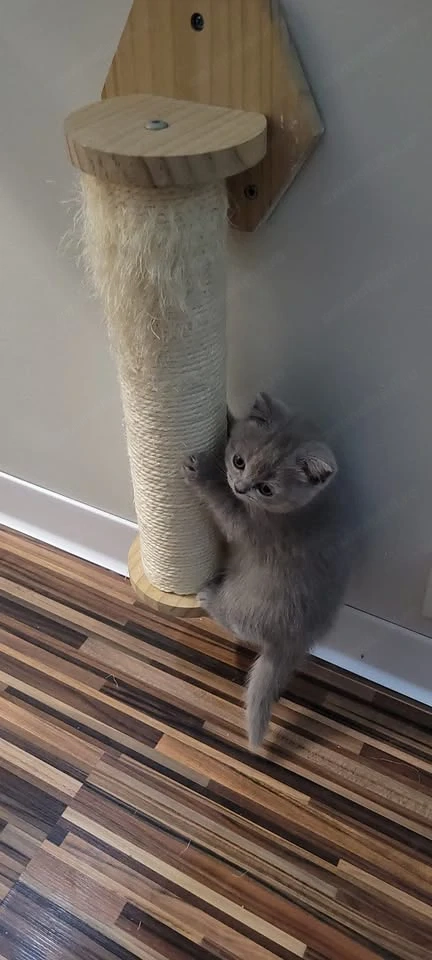 British Shorthair Mascul 2 luni   Rasa Pura