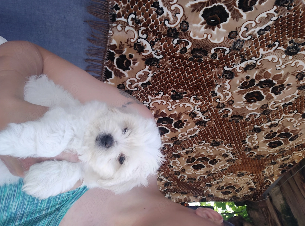 Vând mascul  bichon 8 săptămânii 