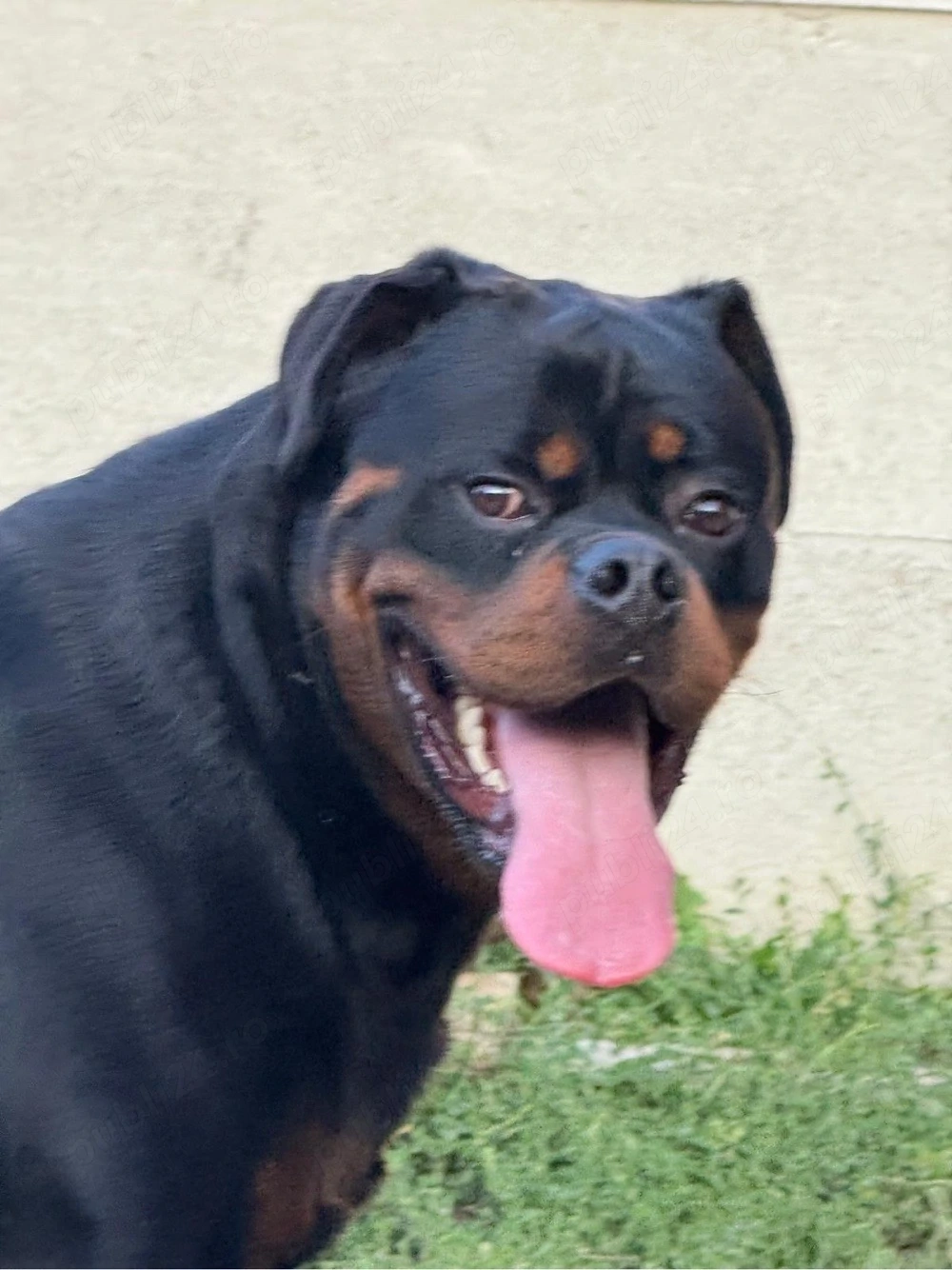 vand mascul rottweiler