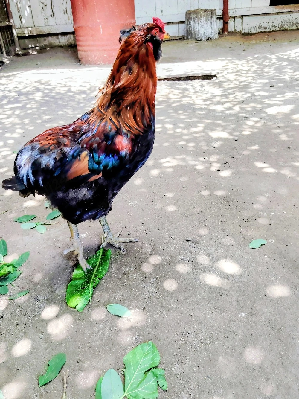 Cocoș Araucana 