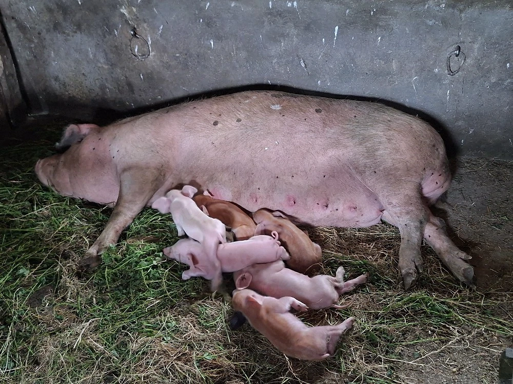 Scroafa de vanzare