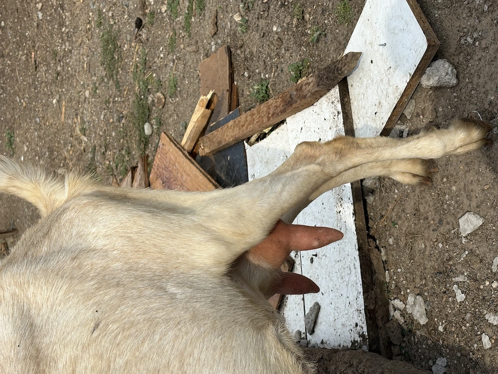 Vând capre 1 pereche de anglonubieni