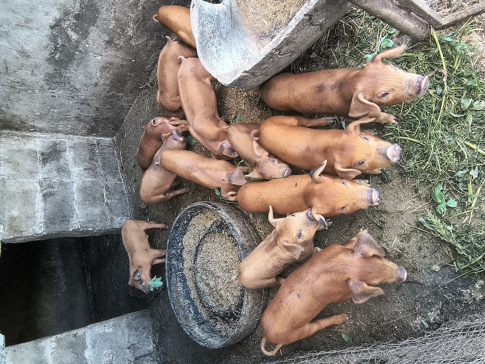 Purcei de vânzare, per bucată 