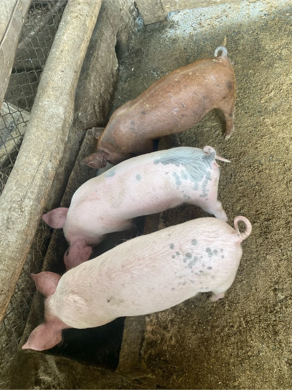 3 purcele de 8 spatamani 