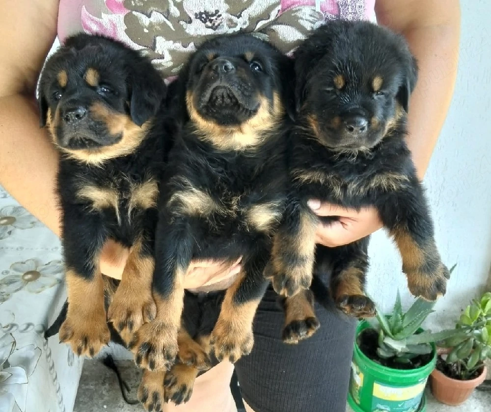cățeluși rottweiler 